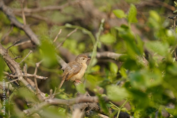 Fototapeta Plain prinia sitting on a twig