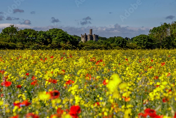Obraz poppy field in spring