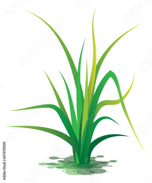 Fototapeta green grass on white background vector design