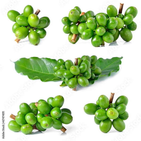 Obraz Green coffee beans isolated on white