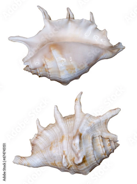 Fototapeta Sea shell. Transparent Background.