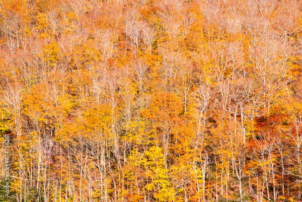 Fototapeta Autumn forest. Trees with colored leaves. Yellow, red, orange leaves on the trees. Autumn weather. Background with free space, area. Abstract image.