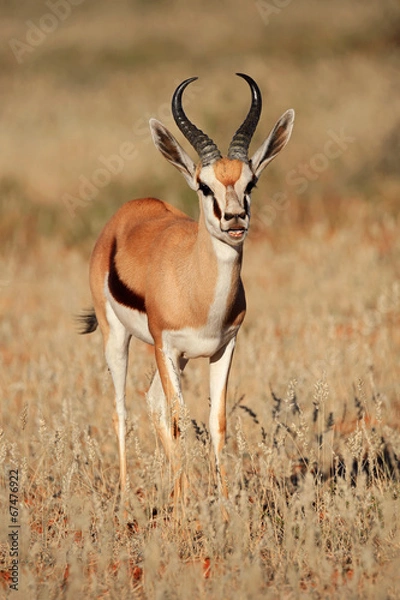 Fototapeta Springbok antelope