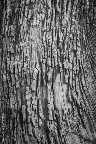 Fototapeta Black and white tree bark texture