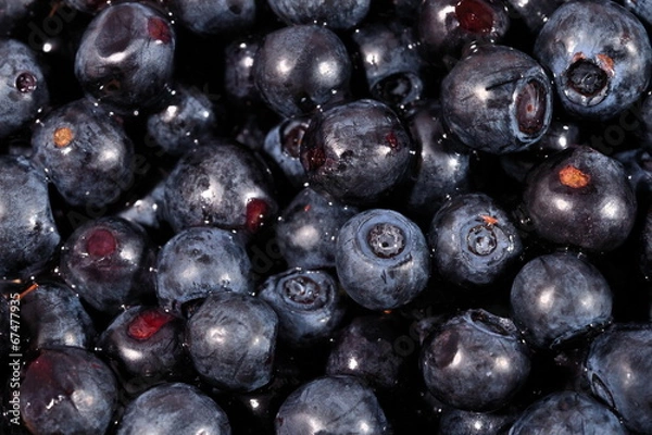 Obraz Blueberries fruit close up