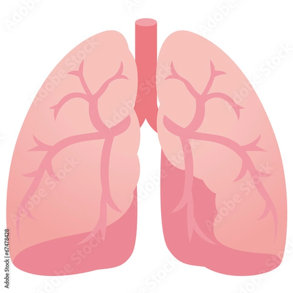 Fototapeta 医療　肺　臓器