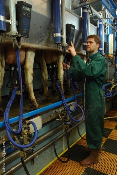 Obraz Rolnik-pasterz podczas doju