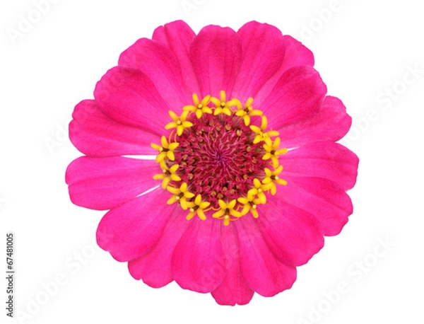 Fototapeta ヒャクニチソウ