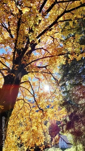 Obraz Alberi in autunno