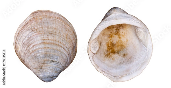 Fototapeta Sea shell. Transparent Background.