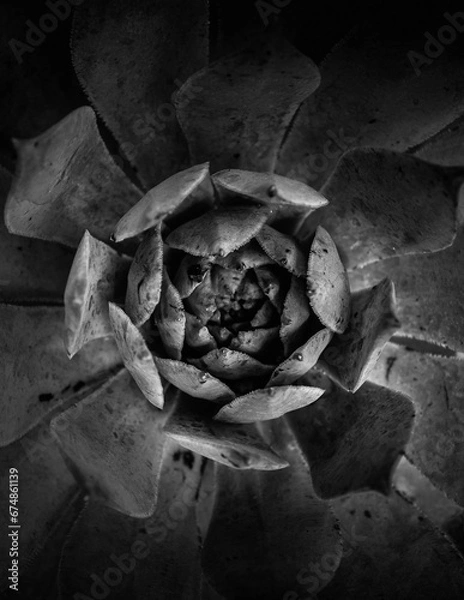Fototapeta Echeveria rosettes plant. Succulent black and white close-up vertical photo. Top view. Fine art photos for wallpaper, walls, posters, calendars, screensavers, banners, postcards, and blogs.