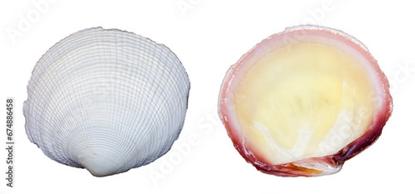 Fototapeta Sea shell. Transparent Background.