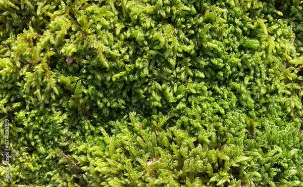 Fototapeta 4k HD Close Up Natural Moss Rock Texture. Graphic art texture for 3D rendering.