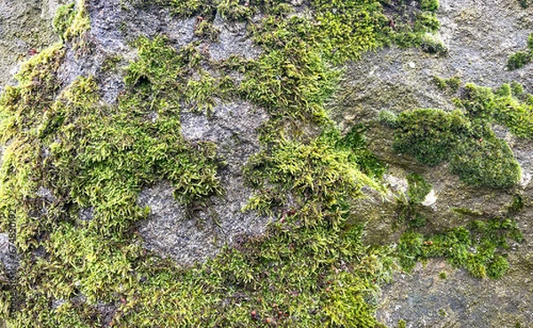 Fototapeta 4k HD Close Up Natural Moss Rock Texture. Graphic art texture for 3D rendering.