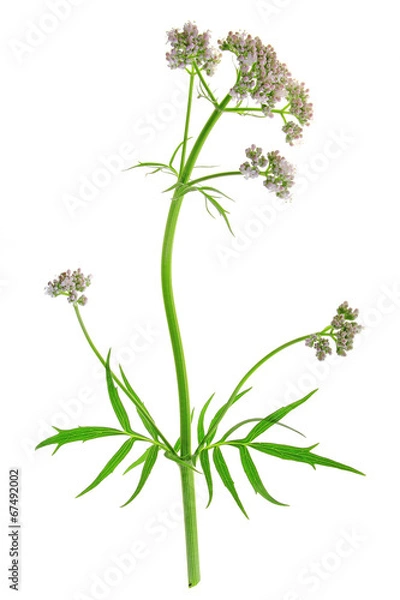 Obraz Baldrian  (Valeriana officinalis)