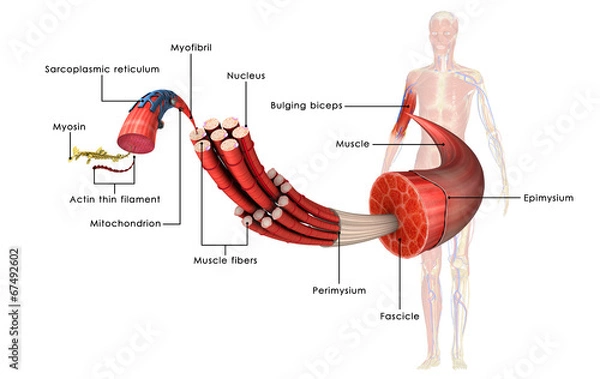 Fototapeta Muscle Anatomy