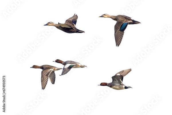 Obraz 飛翔するヒドリガモとカルガモの切り抜き画像