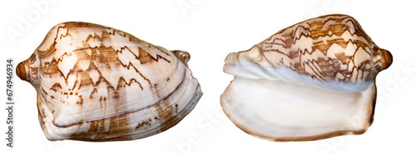 Fototapeta Sea shell. Transparent Background.