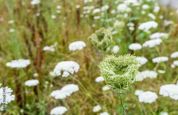 Obraz Wild Carrot plants blooming and budding