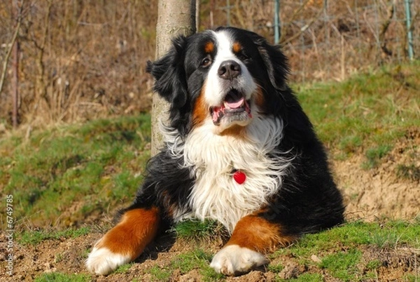 Fototapeta bernese mountain dog