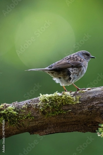 Fototapeta Closeup of a Daurian redstart perched on a tree branch with moss against a green background