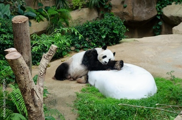 Fototapeta Adorable panda resting at the zoo