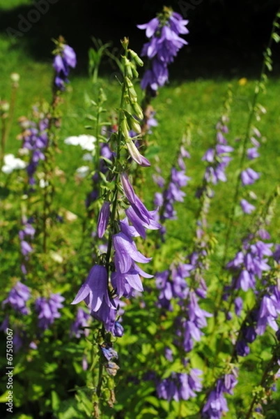 Fototapeta Glockenblumen