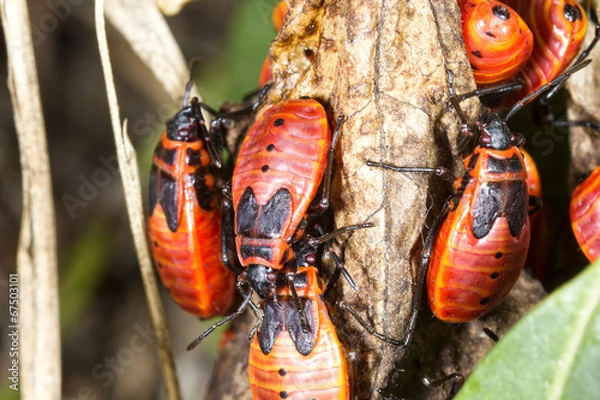 Obraz red bugs