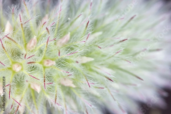 Obraz Fluffy flower macro