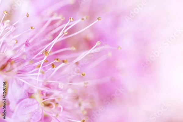 Obraz Pink flowers background