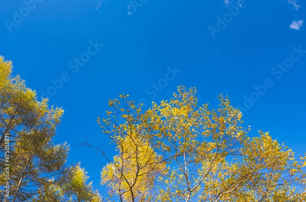 Fototapeta 黄色い葉に染まるカラマツと白樺