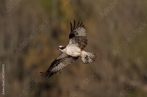 Fototapeta Closeup of a Red-shouldered hawk soaring  with a blurry background