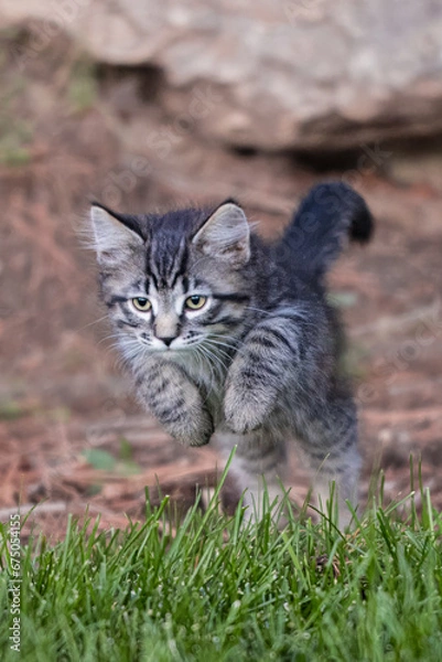 Fototapeta The Kitten Exploring the World

