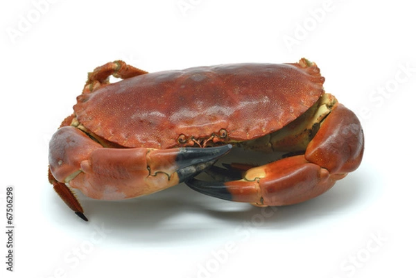 Fototapeta Shellfish: cooked crab isolated in white