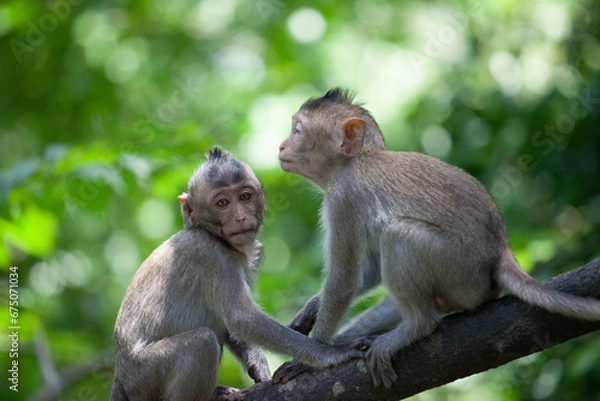 Fototapeta 可愛いサル