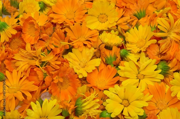 Obraz marigold flowers