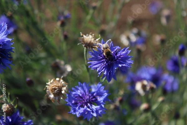 Obraz Blume mit Honigbiene