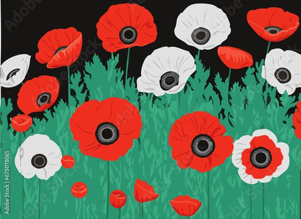 Obraz Poppy and anemone flowers field.