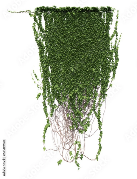 Obraz Growing ivy leaves isolated on a white background