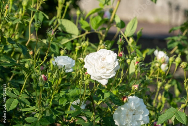 Obraz 島田市バラの丘公園のバラ