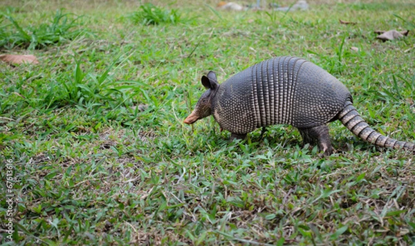 Fototapeta Nine-Banded Armadillo (Dasypus Novemcinctus) Costa Rica