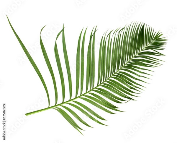 Fototapeta green leaf of palm tree isolated on transparent background png file