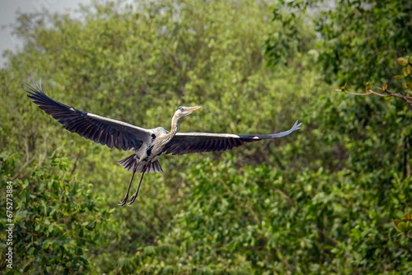 Obraz grey heron in flight