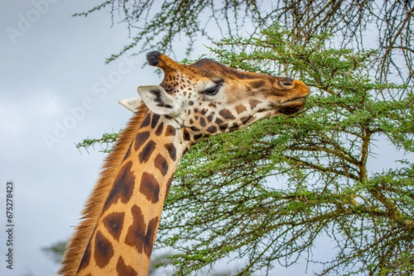 Obraz giraffe in the park