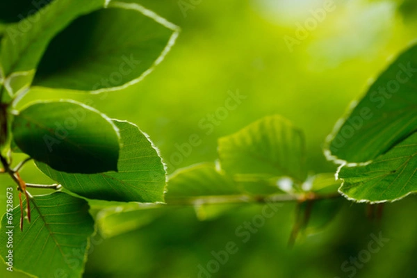 Obraz Buchenblätter