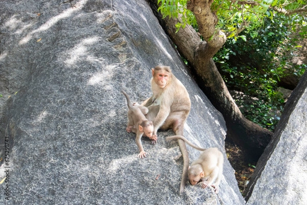 Fototapeta 인도 원숭이