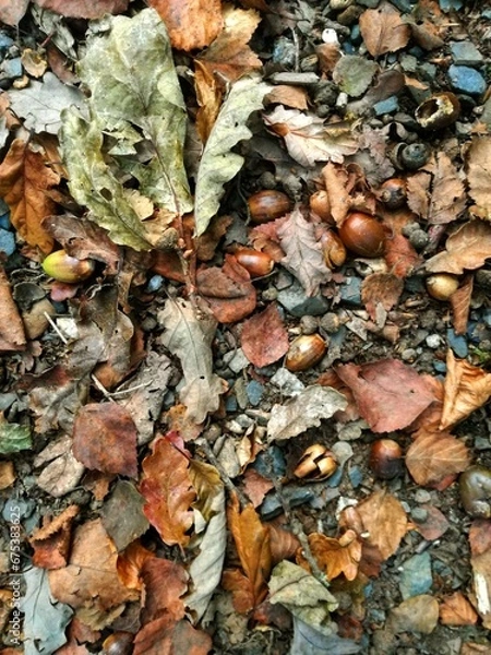 Obraz Autumn Background showing fallen to the ground oak leaves, acorns, and dried beech tree leaves