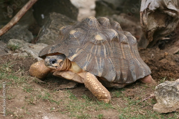 Obraz Radiated Tortoise