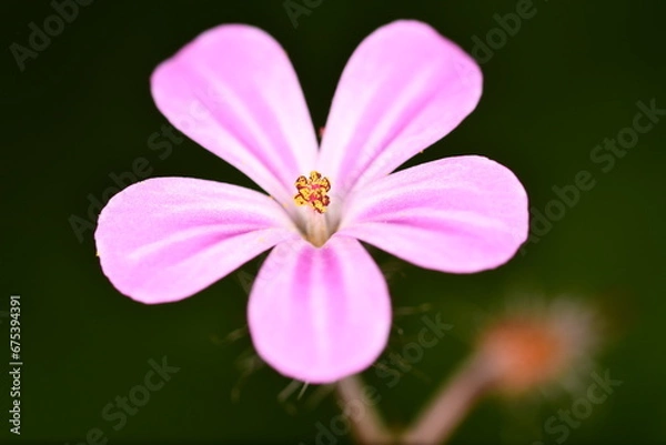 Obraz  pink flower