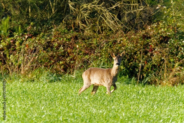 Obraz Chevreuil